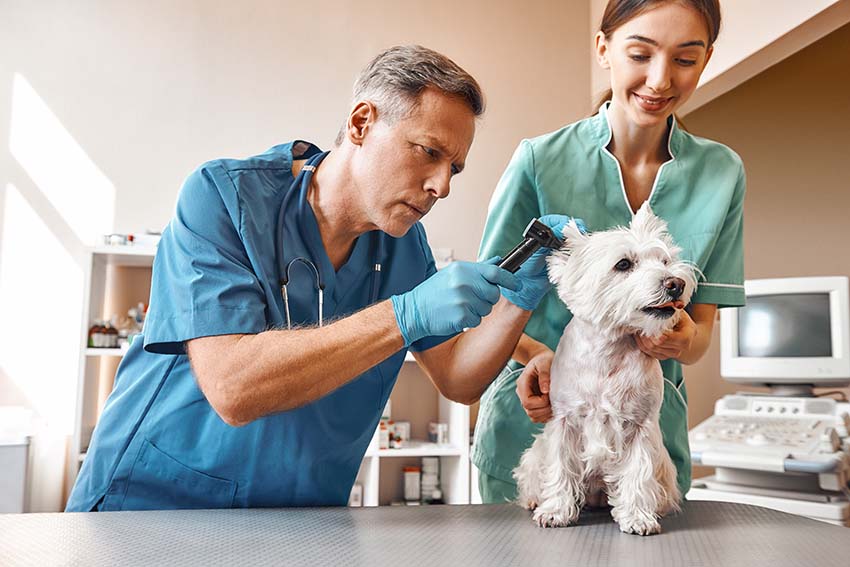 獣医師と犬を評価する助手