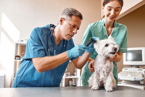 medic veterinar și asistent care evaluează câinele 